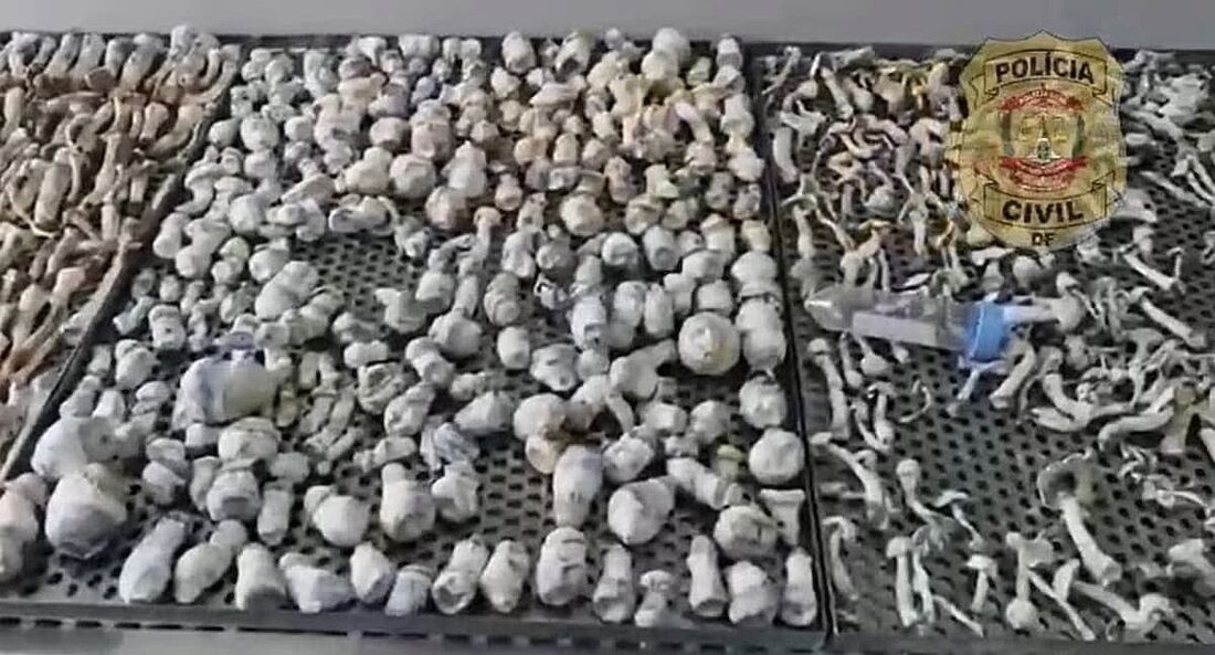 Polícia Civil do DF prende rede criminosa que vendia 'cogumelos mágicos' para todo o País.