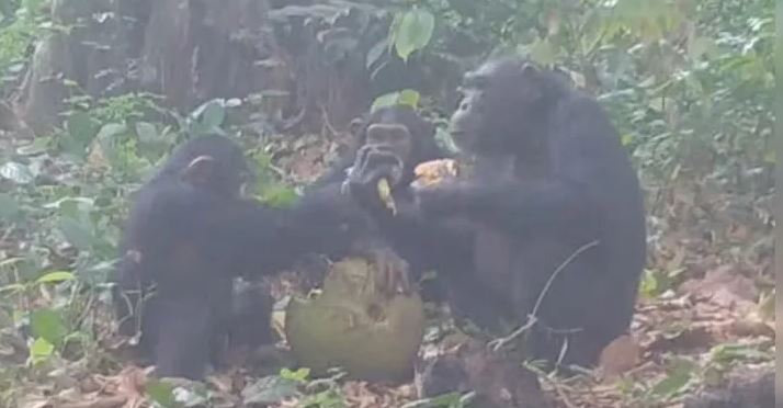 Macacos confraternizando com álcool no meio da floresta 