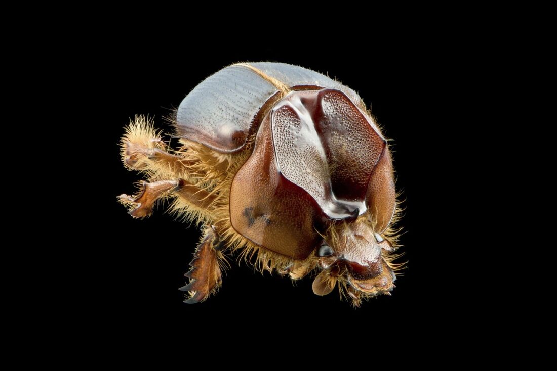 "Arretado": besouro inédito é descoberto na Caatinga por pesquisadores do Cemafauna