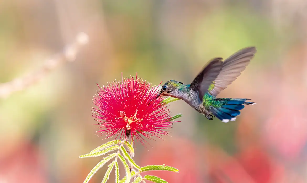 Primavera começa com ondas de calor e baixa umidade no país