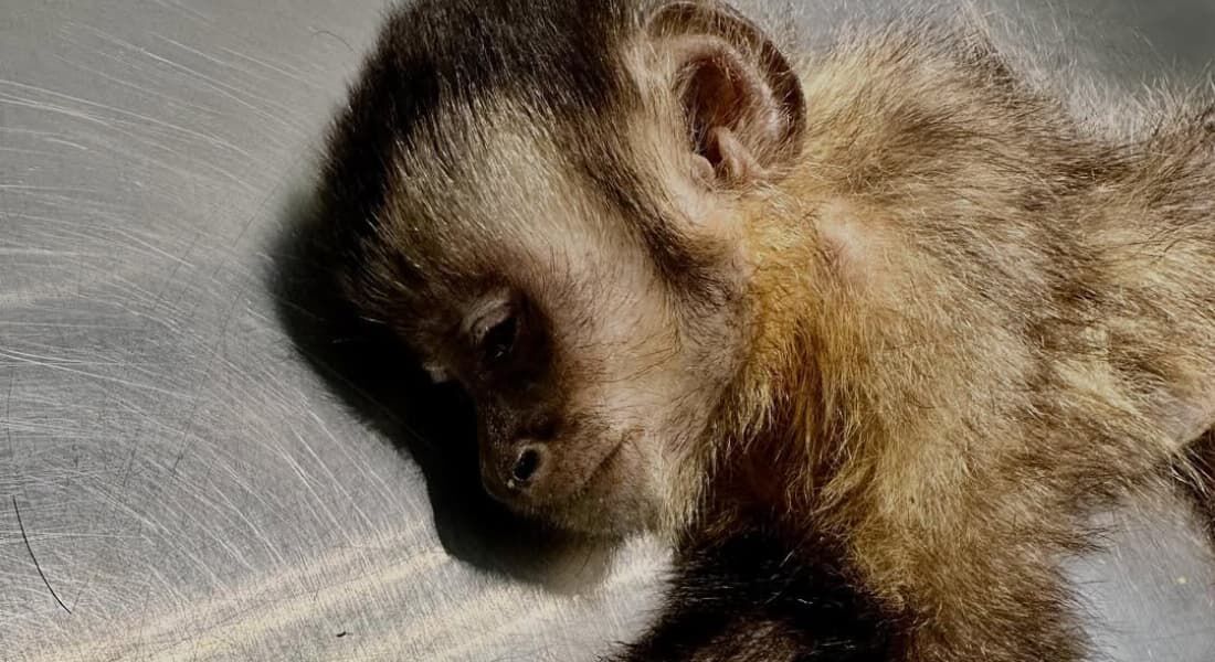 Macaquinha que levou tiro no Rio de Janeiro morre durante cirurgia