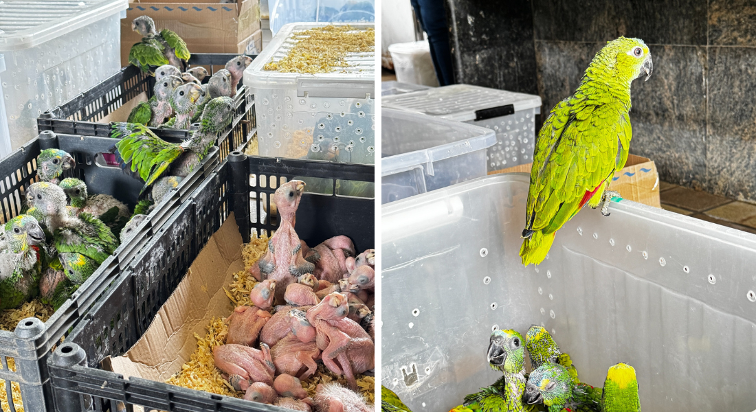 Dentre os animais resgatados, alguns eram filhotes e outros estavam mutilados