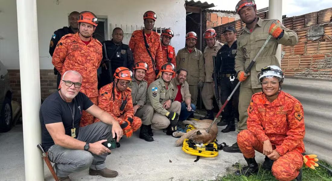 Bombeiros resgatam onça-parda em área urbana de Resende, no Sul Fluminense