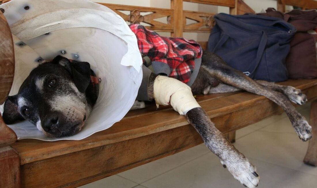 Projeto também determina que se o crime resulta em lesão ou morte de animal, o agente responderá também pelo crime de maus-tratos a animais