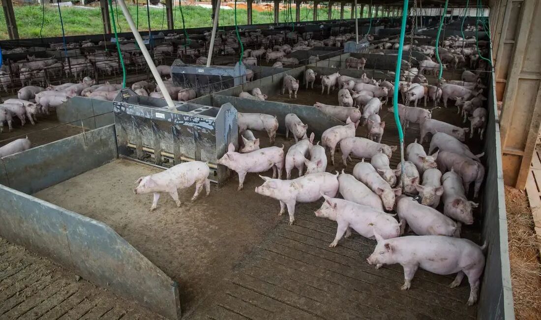 Expectativa é de que o país produza um total de 32,3 milhões de toneladas de carnes bovina, suína e de frango