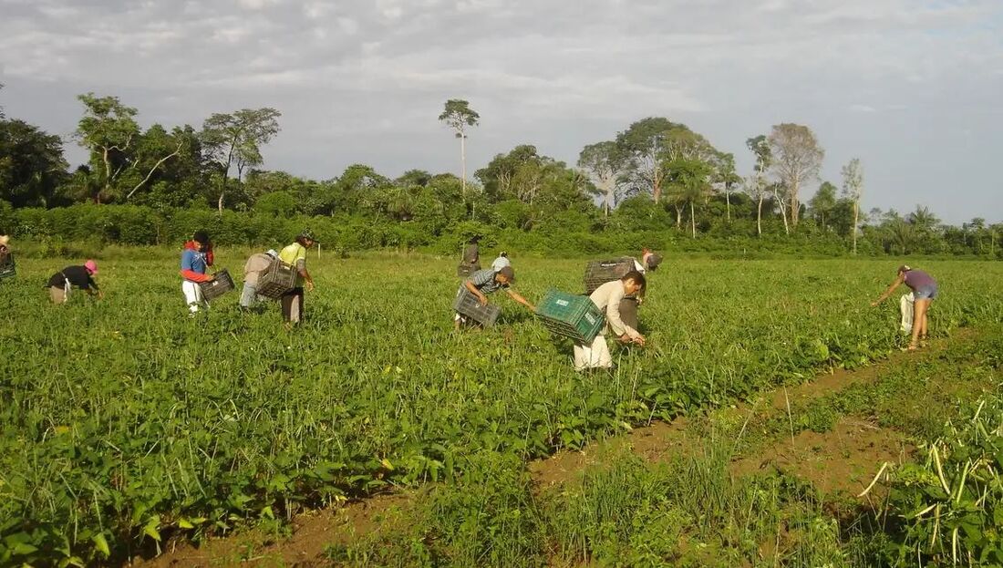Também terão direito ao benefício, produtores de dez estados que cultivam múltiplas culturas incluindo feijão, leite, mandioca e milho.