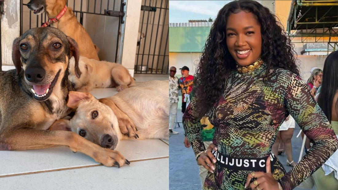 nomes de cantoras dominam batismo de pets no Brasil