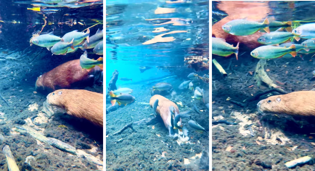 Capivaras não apresentam ameaças para os peixes, então são bem recepcionadas entre cardumes