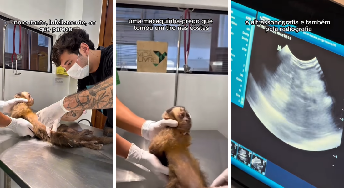 A fêmea de macaco-prego fica deitada o dia todo, pois perdeu o movimento das pernas