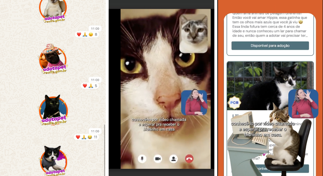 Gatos disponíveis para adoção no Adota Pet podem ser conhecidos através de fotos e vídeos na plataforma