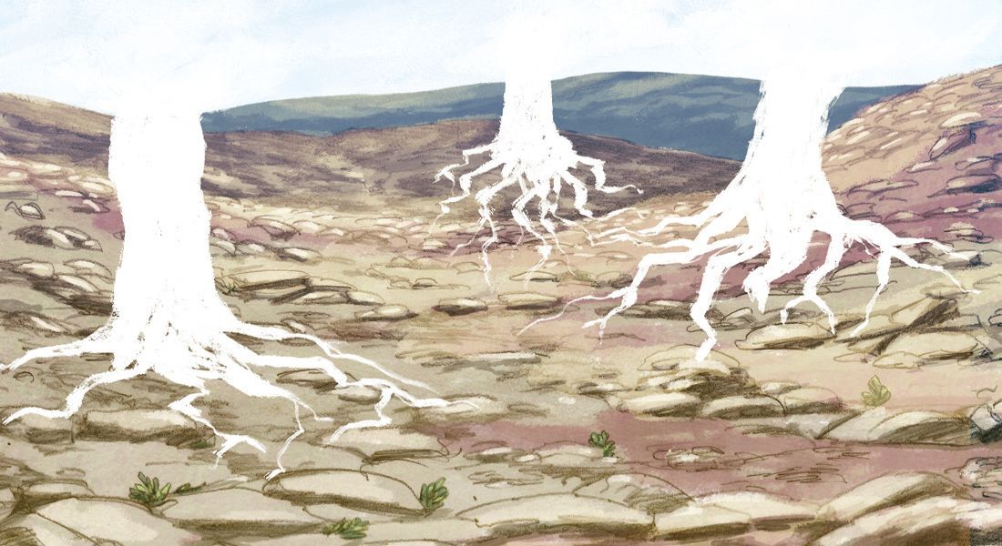 Conheça a história e a importância dessas oliveiras da aldeia de Al Mughayyir, na Cisjordânia