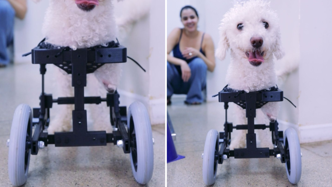 Estudantes da CEUB desenvolvem cadeira de rodas adaptável para poodle que nasceu sem as patas dianteiras