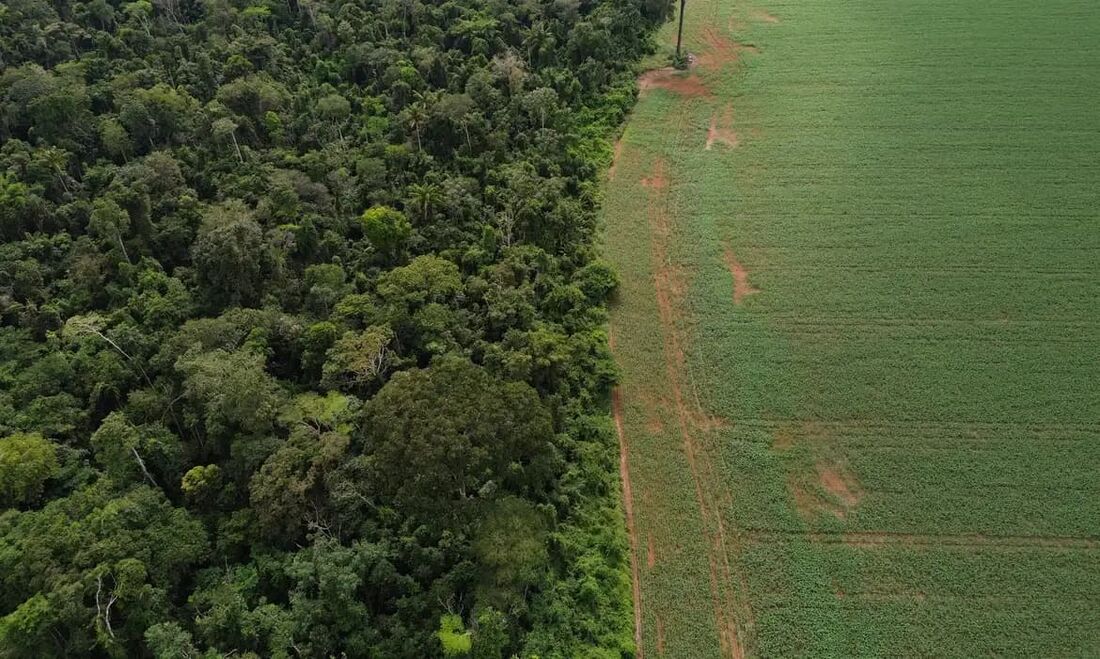Estados e DF devem padronizar Autorização de Supressão de Vegetação