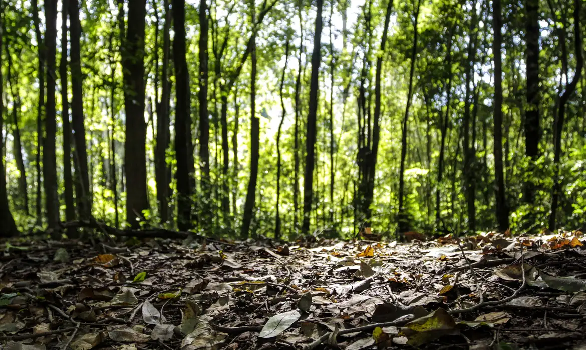 Licenciamento ambiental: governo pressiona Congresso a manter vetos, cita COP e diz que preocupação 