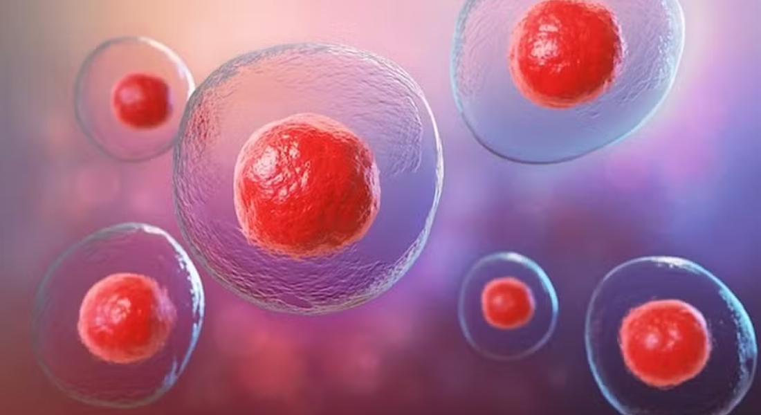 Células-tronco embrionárias