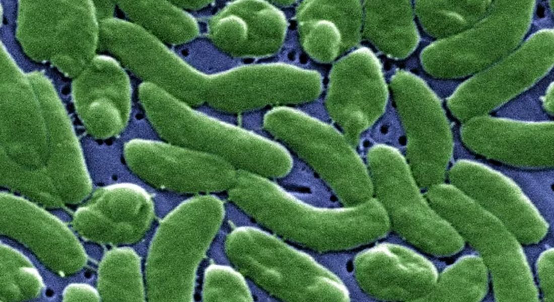 Bactérias Vibrio vulnificus, chamadas também comedora de carne