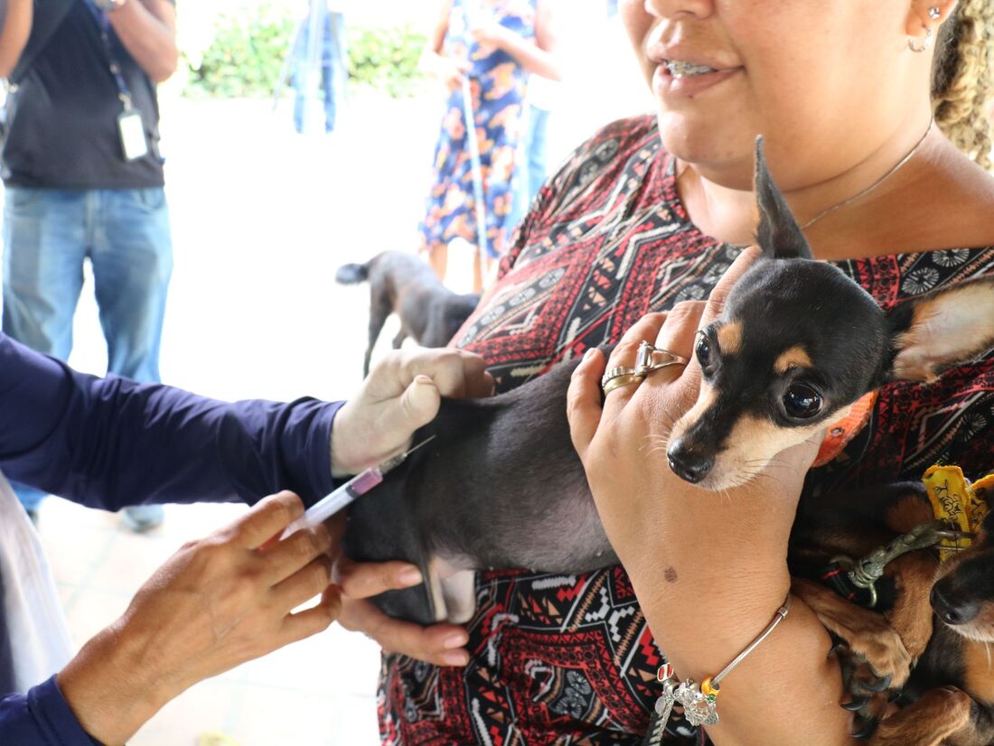 Vacinação antirrábica deve ser aplicada em todos os cães e gatos a partir dos três meses de idade
