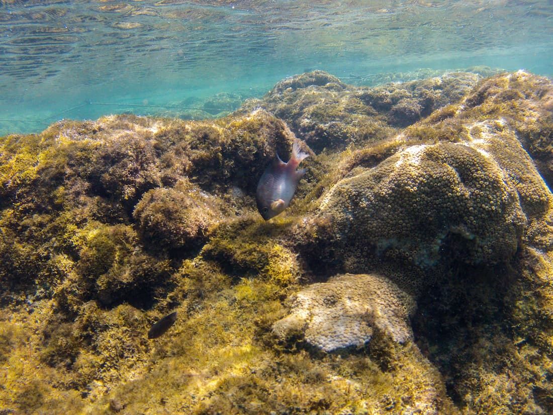 Recifes cobertos com coral-baba-de-boi em Porto de Galinhas