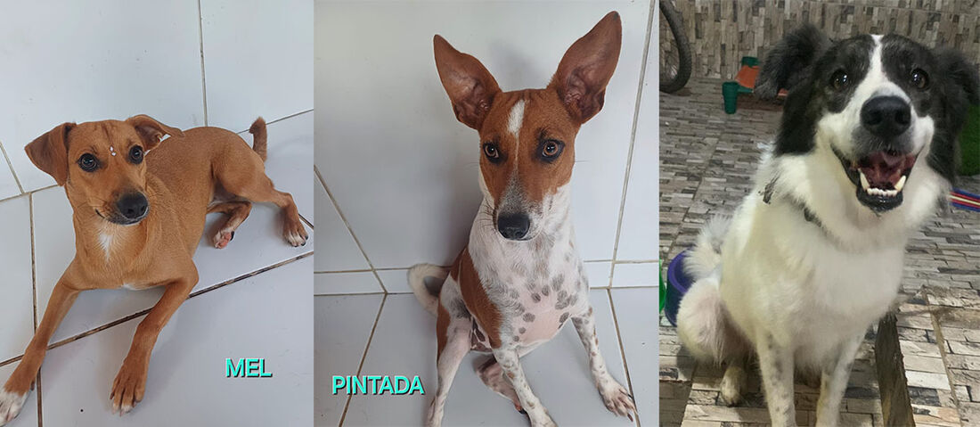 Cãezinhos disponíveis para adoção neste dia 6 de setembro