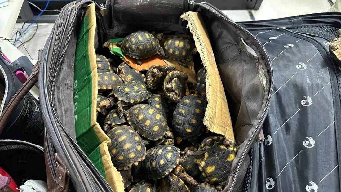 Tartarugas apreendidas em operação no Rio de Janeiro