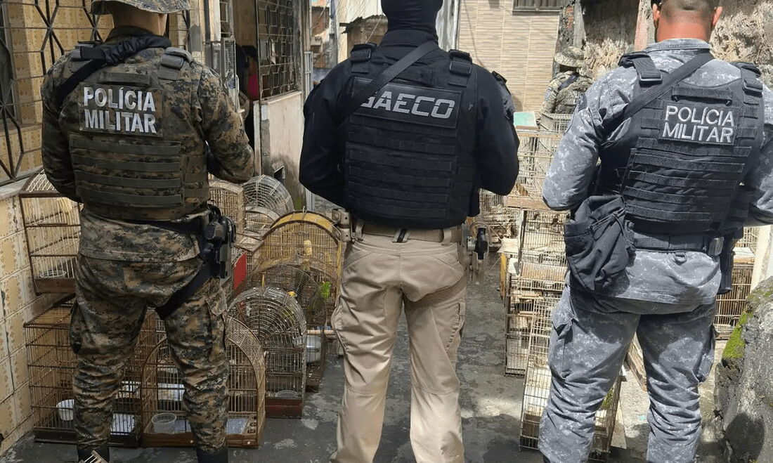 Operação prende na Bahia um dos maiores traficantes de animais do país.