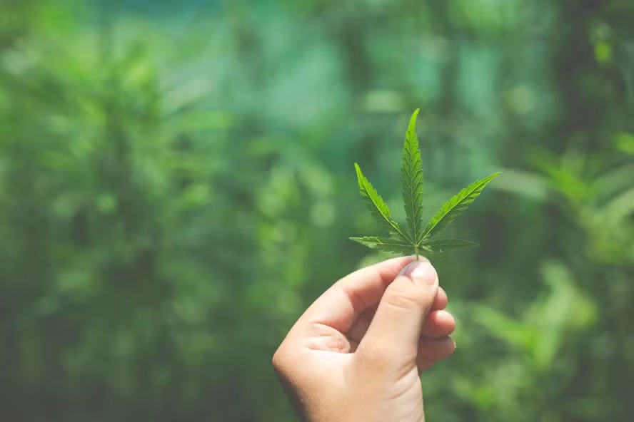 Uma folha fresca de Cannabis sativa, a planta da maconha