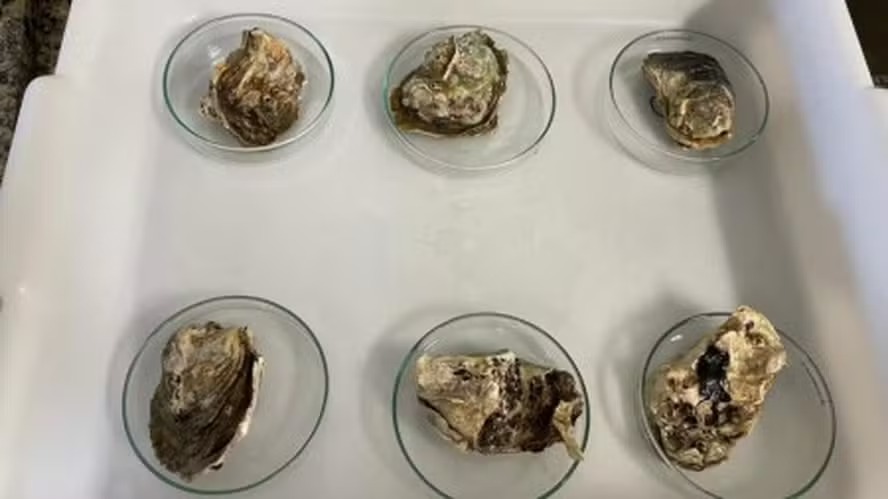 Cientistas fizeram ensaios em laboratório com ostras-do-mangue (Crassostrea gasar) para avaliar os efeitos toxicológicos da droga 