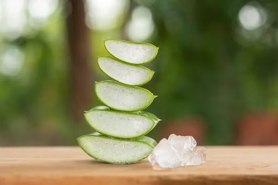 Aloe Vera ajuda a eliminar bolsas nos olhos, trata queimaduras e hidrata a pele