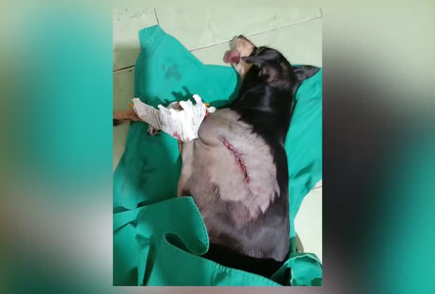 Nina passou por cirurgia