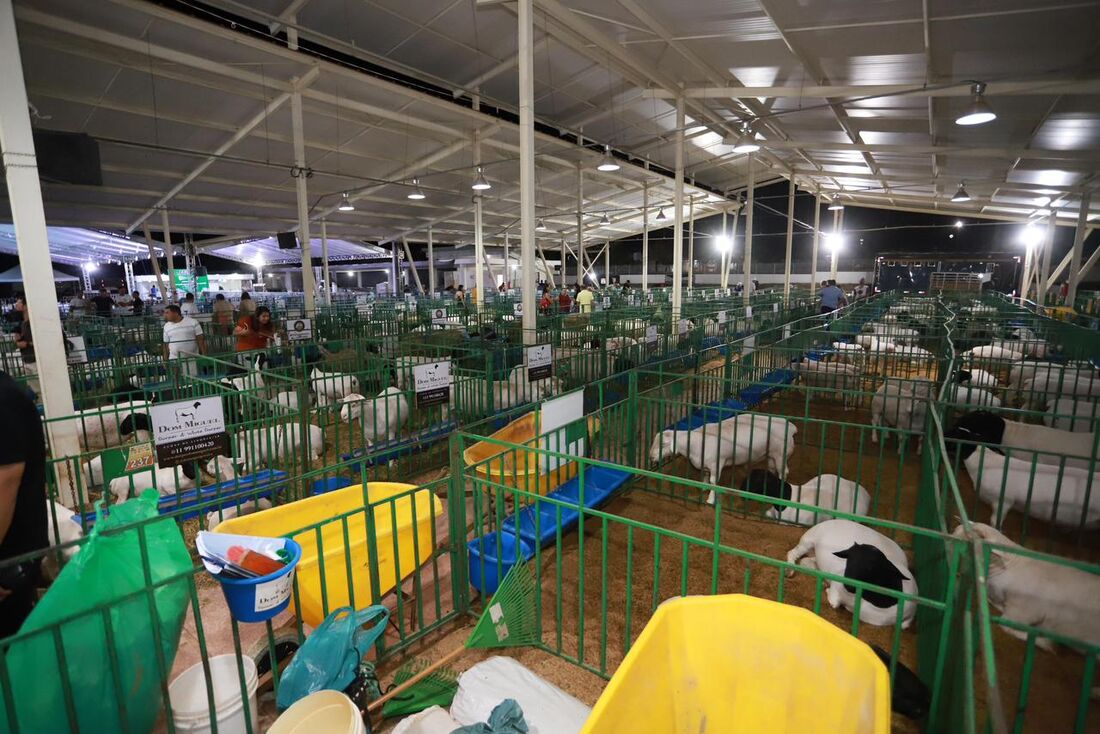 Serra Talhada recebe feira de caprinos e ovinos