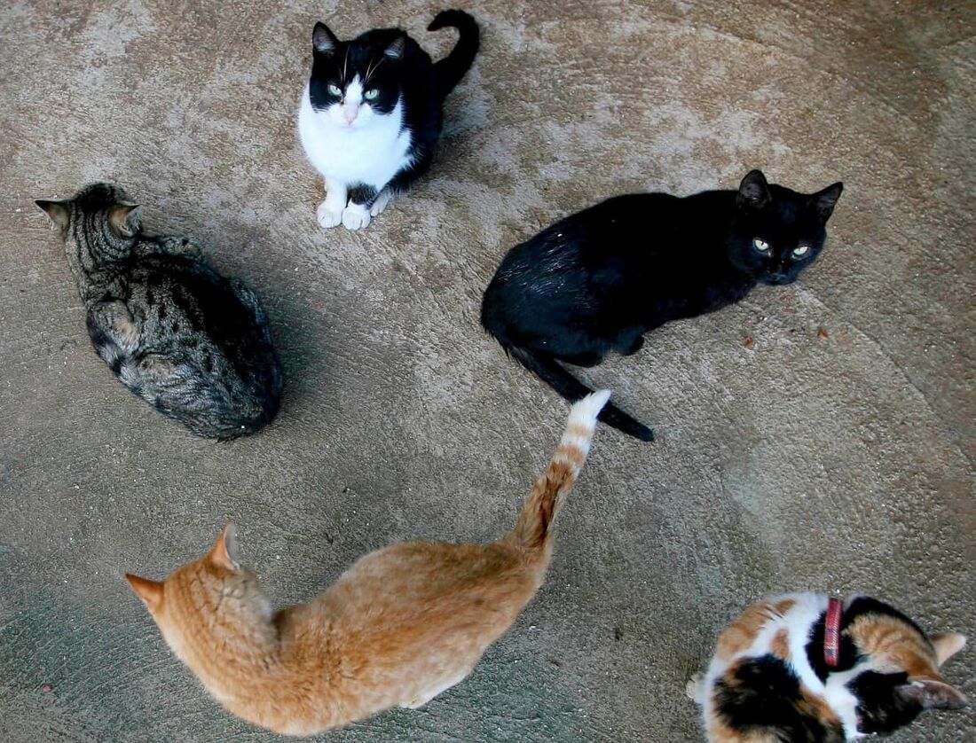 Um gato preto de rua é visto entre outros gatinhos em um abrigo de animais em Algeciras, sul da Espanha, em 17 de janeiro de 2006.