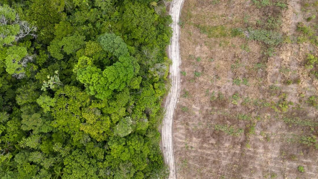 Vista aérea de uma antiga fazenda de gado sendo reflorestada pela Mombak na região amazônica perto de Mae do Rio, estado do Pará, Brasil, tirada em 11 de dezembro de 2024.