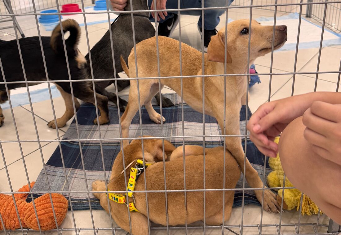 Os pets disponíveis para adoção já estão vermifugados, castrados e vacinados