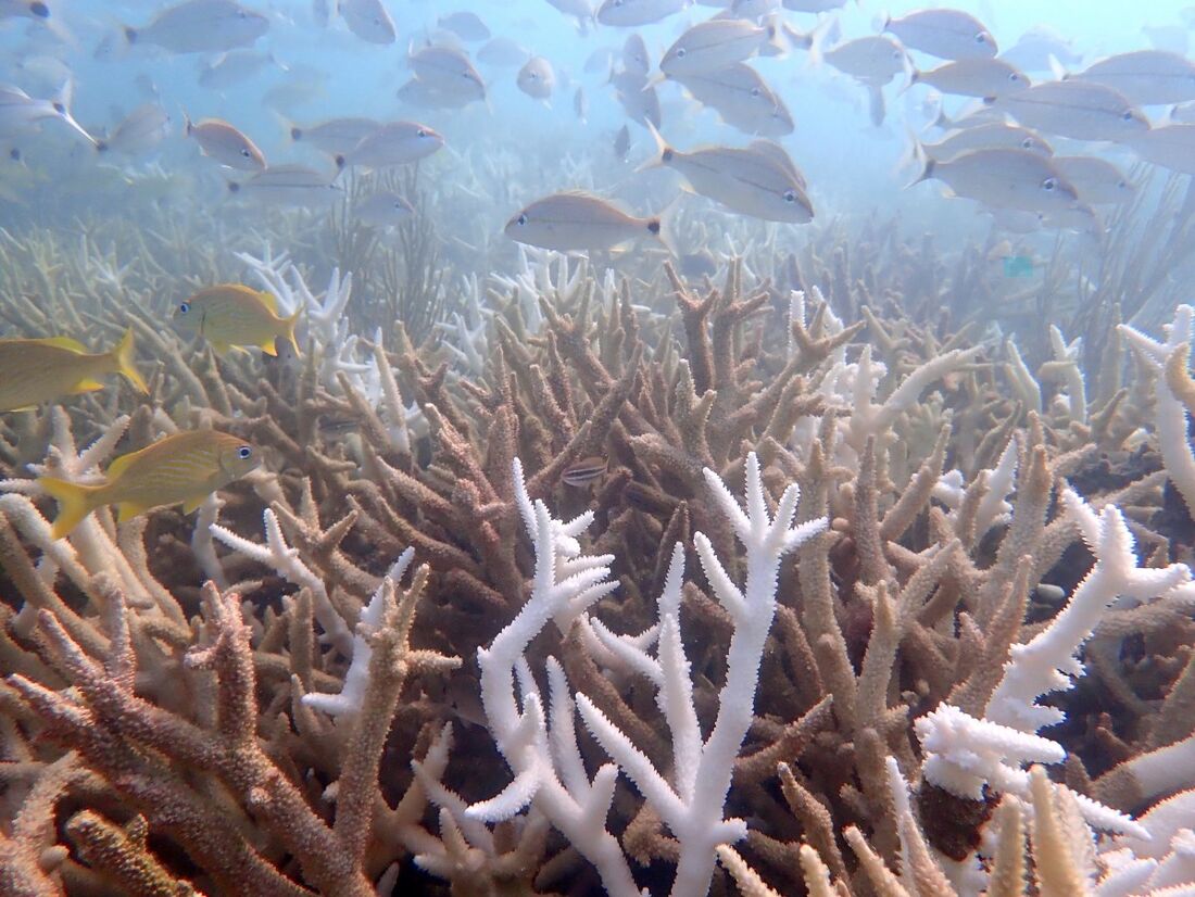 A onda de calor marinho recorde de 2023 deixou duas espécies de corais ecologicamente vitais "funcionalmente extintas" no Recife de Coral da Flórida