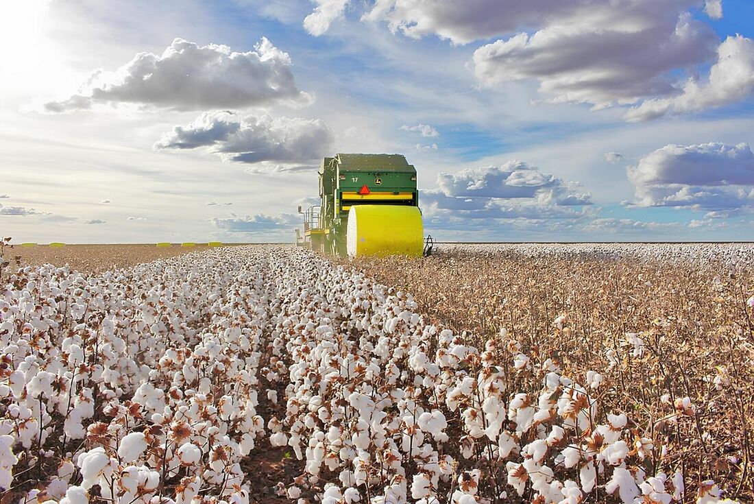 Cultivo de algodão na Bahia