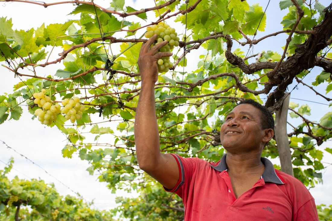 Senar-PE lança edital da ATeG para contratação de profissionais da agropecuária
