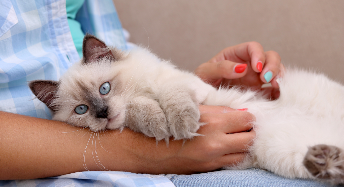 Embora os gatos tenham a reputação de serem "independentes", eles buscam ativamente companhia, seja animal ou humana, por afinidade ou necessidade