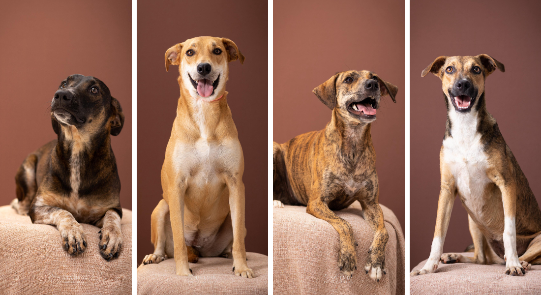 Os cães disponíveis para adoção no evento são de pequeno e médio porte