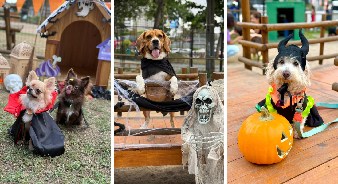 Halloween também vira festa para pets e seus tutores