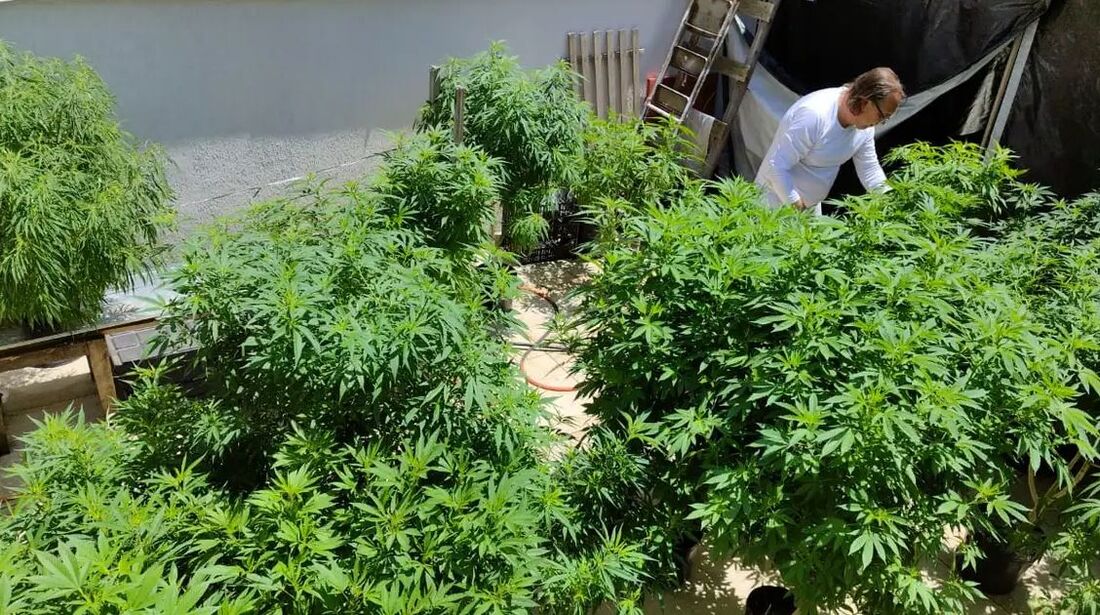 Cannabis - AGU alega a necessidade de um amplo diálogo com a sociedade e, sendo assim, os setores envolvidos pedem mais tempo para uma regulamentação eficaz e segura