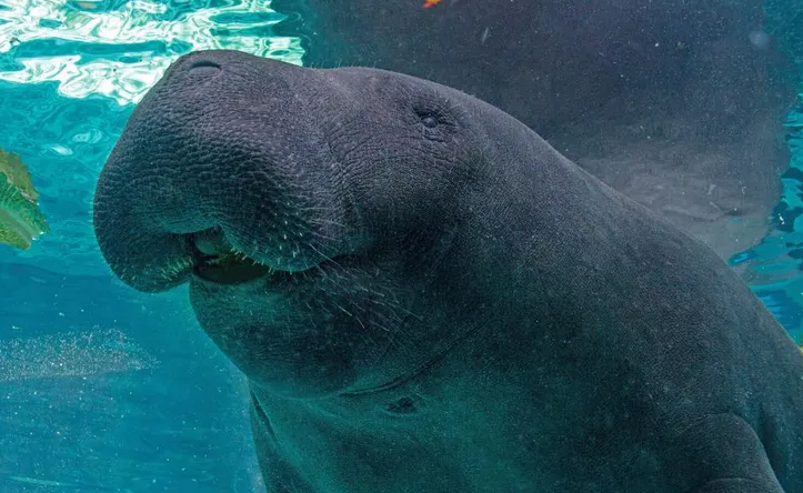 Peixe-boi em aquário: espécie ameaçada na costa a Amazônia