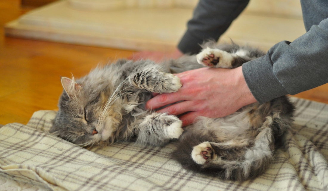 O ato de apalpar, fazer um carinho, com mais atenção, pode ajudar a identificar mais rapidamente tumores