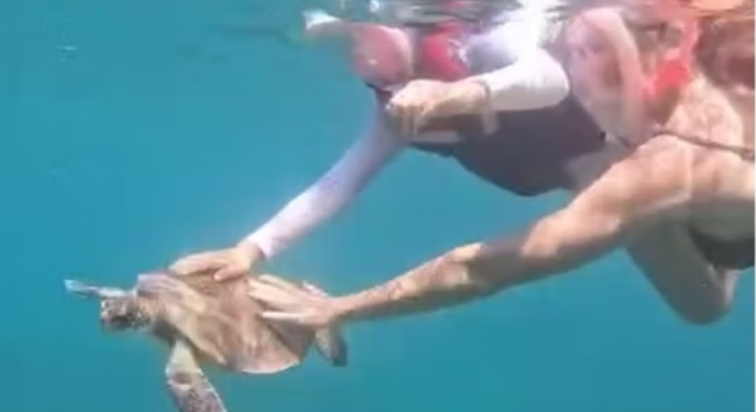 A tartaruga-verde tem em Fernando de Noronha um local de desova