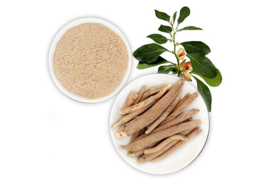 Ashwagandha: conheça planta amazônica que promete reduzir estresse e insônia