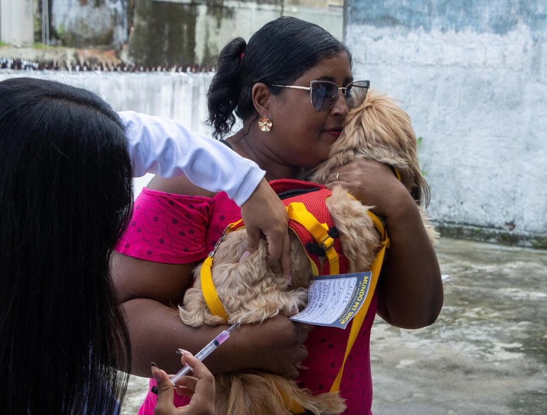 A vacina antirrábica precisa ser aplicada anualmente em cães e gatos
