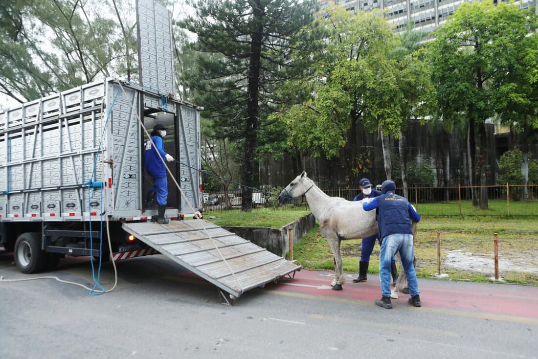 Operação resgatou 13 cavalos das ruas do Recife nesta quarta-feira (29)