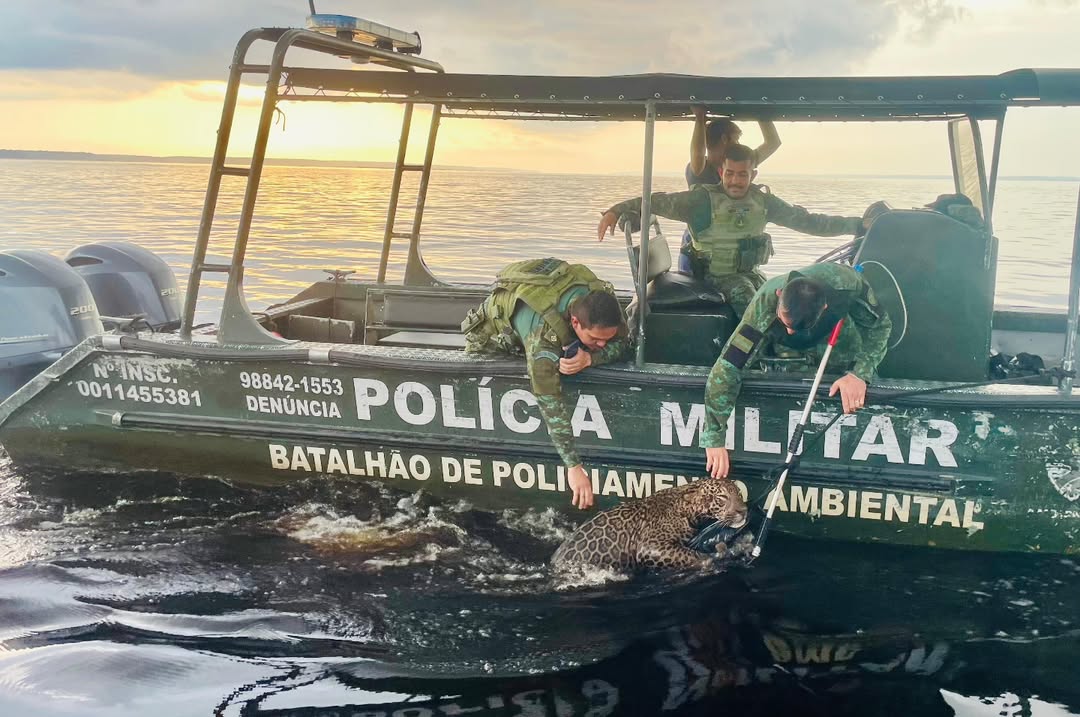 A onça foi resgatada após nadar por mais de 8h em busca de uma margem segura