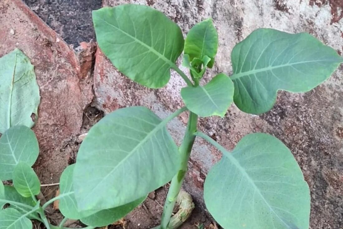 Planta tóxica que foi confundida com couve