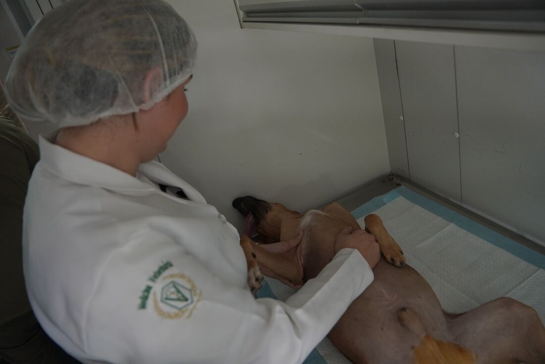 Dentre os serviços ofertados estão consulta clínica e realização de exames