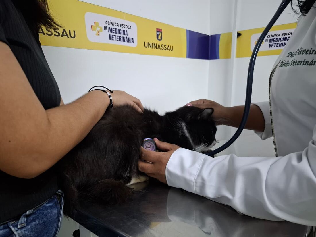 Uninassau oferece atendimentos gratuitos para cães e gatos no Recife